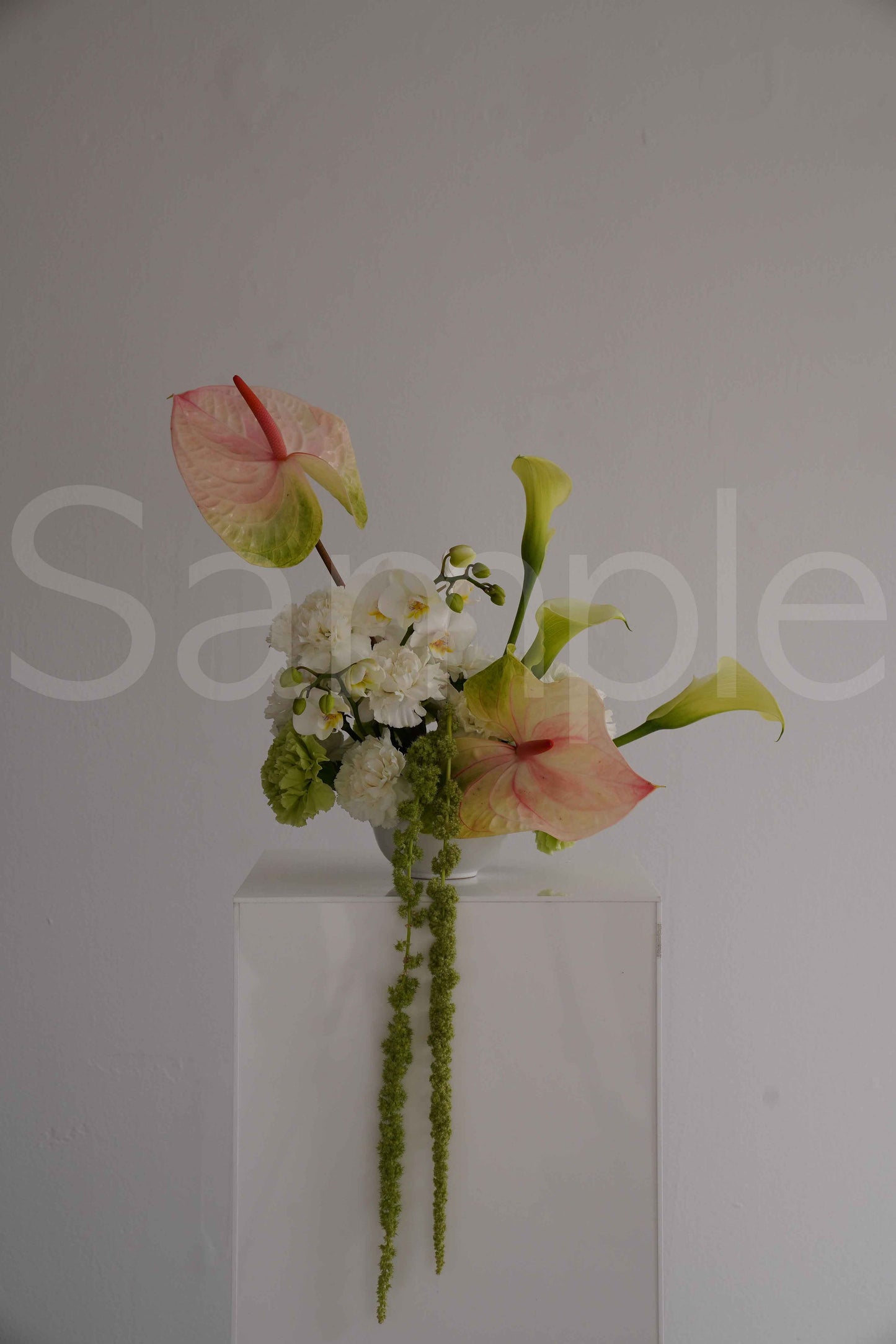 Anthurium White + Pink (Large)
