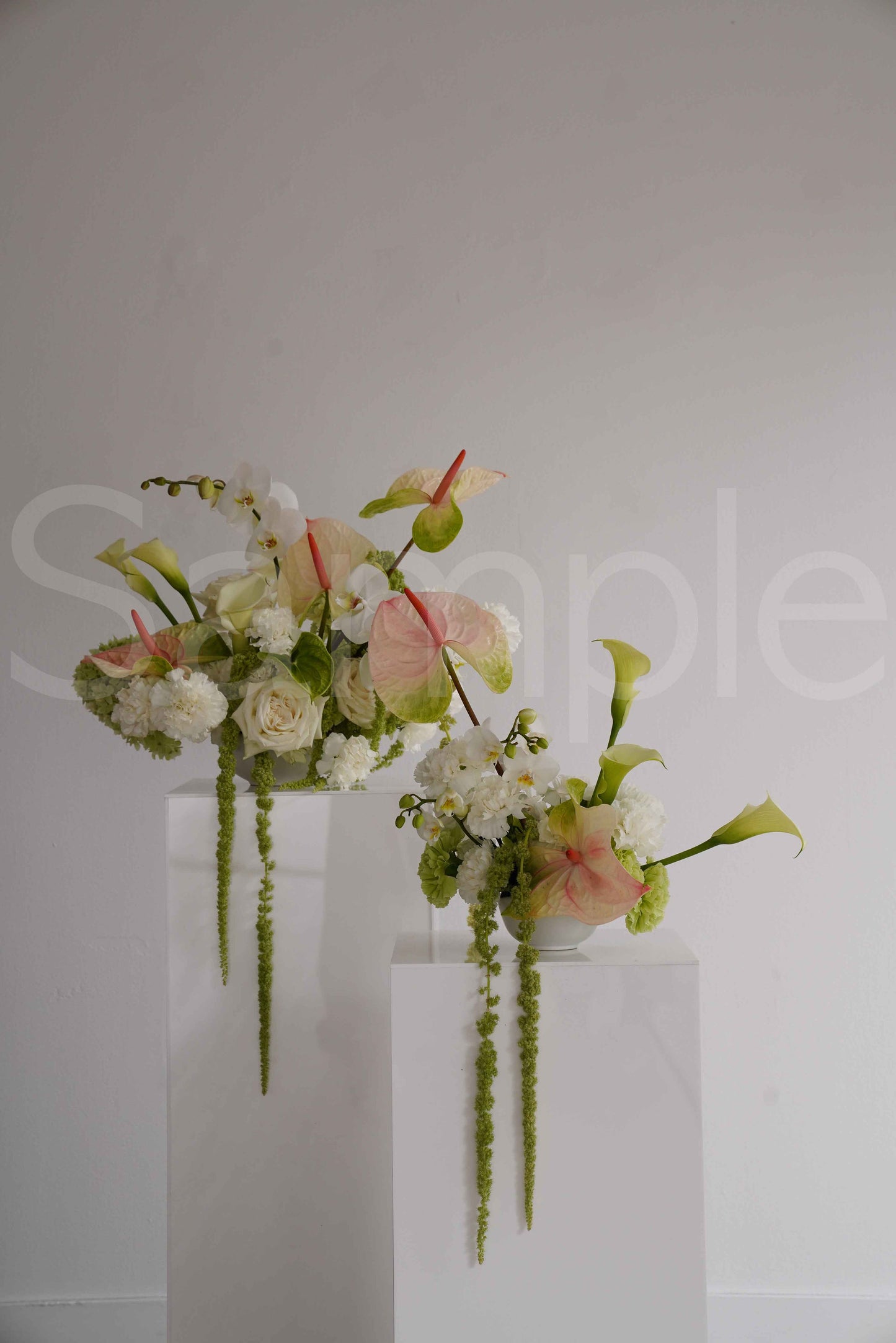 Anthurium White + Pink (Small)