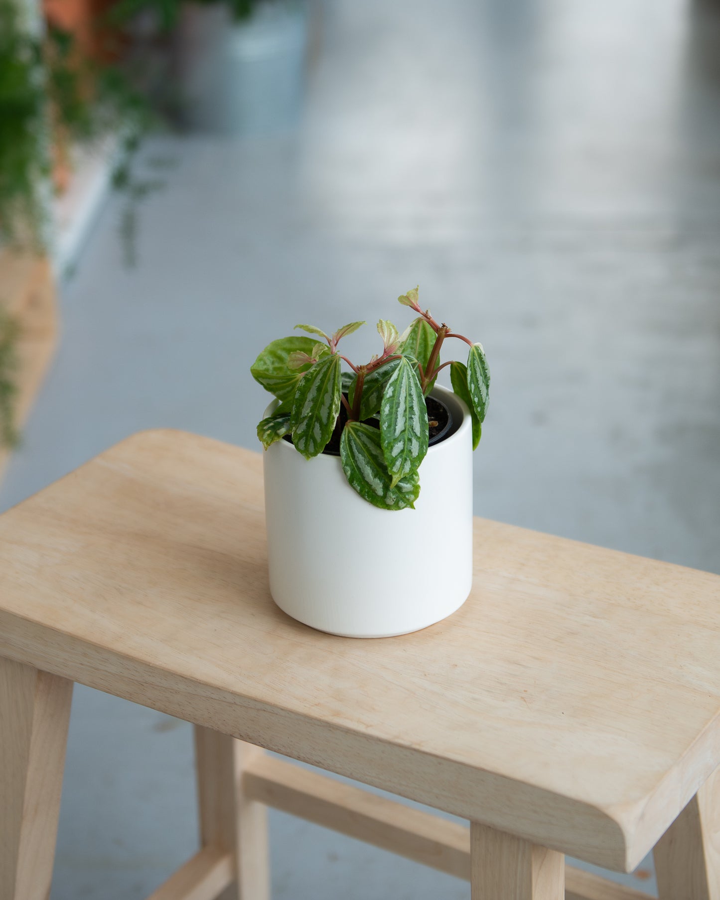 Pilea Aluminium