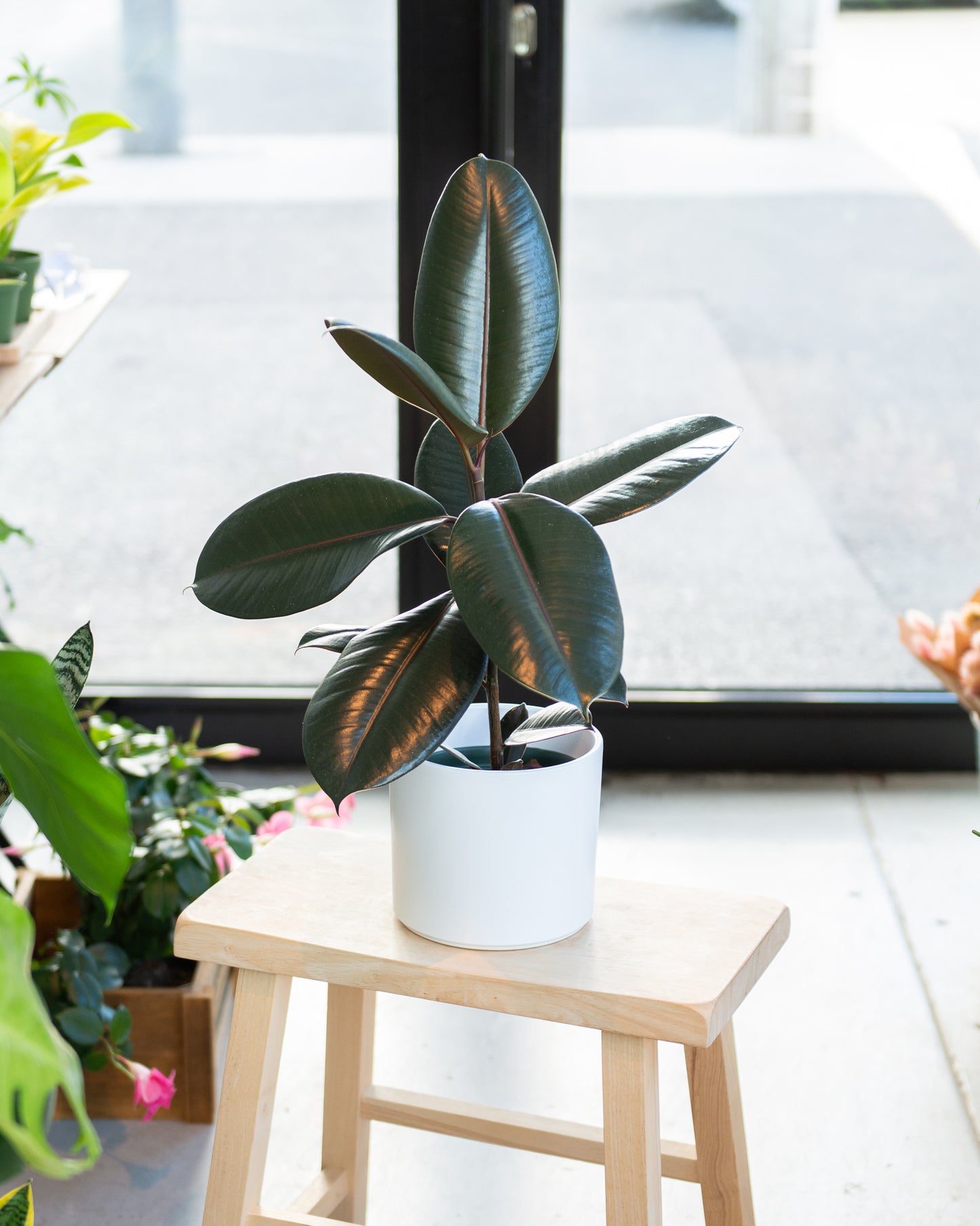 Rubber Tree | Ficus Burgundy