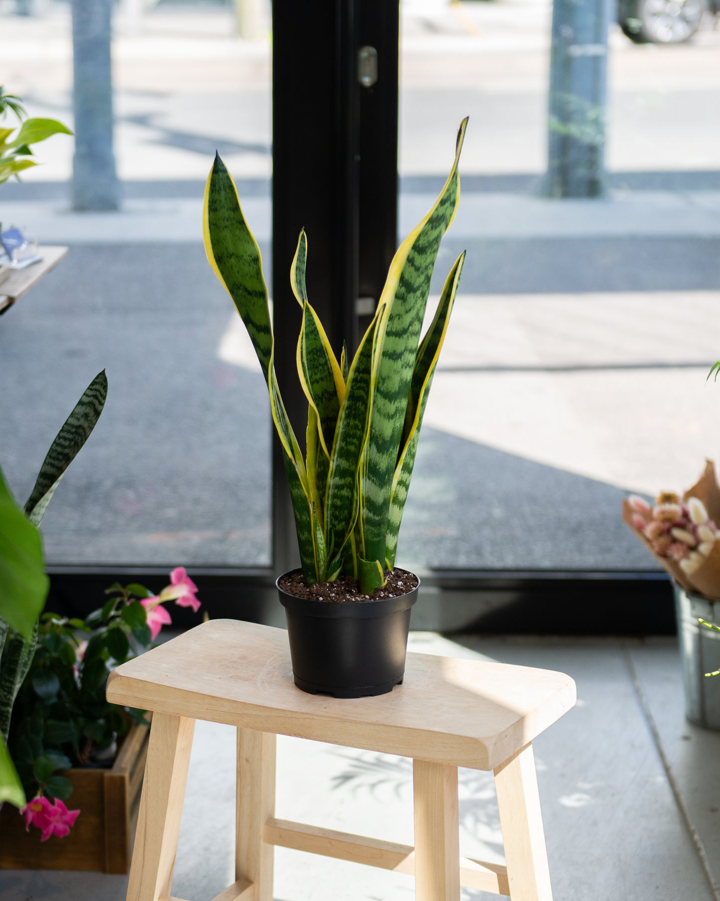 Sansevieria Snake Plant - Laurentii