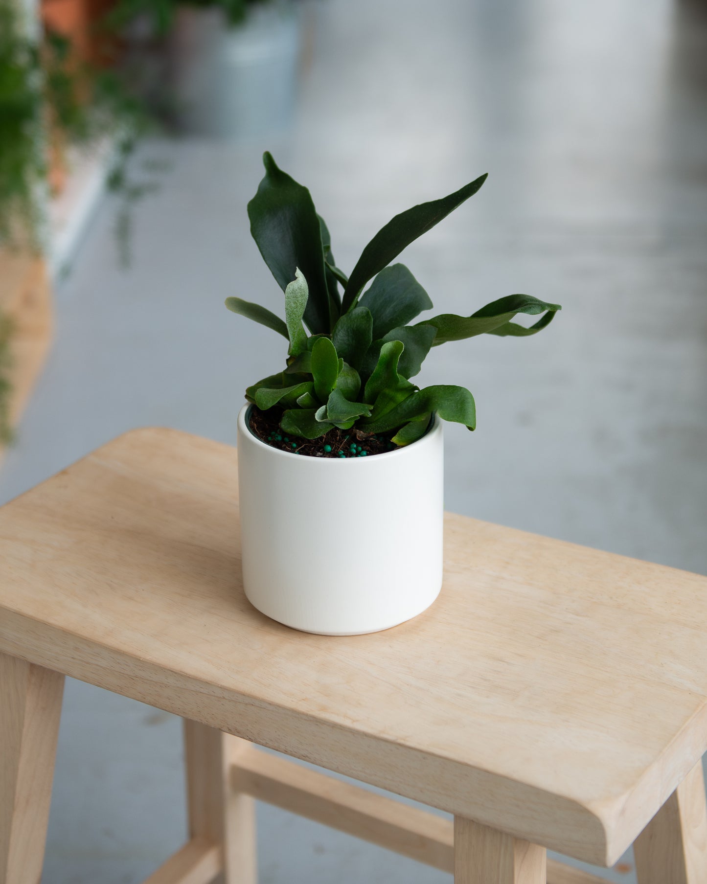 Staghorn Fern