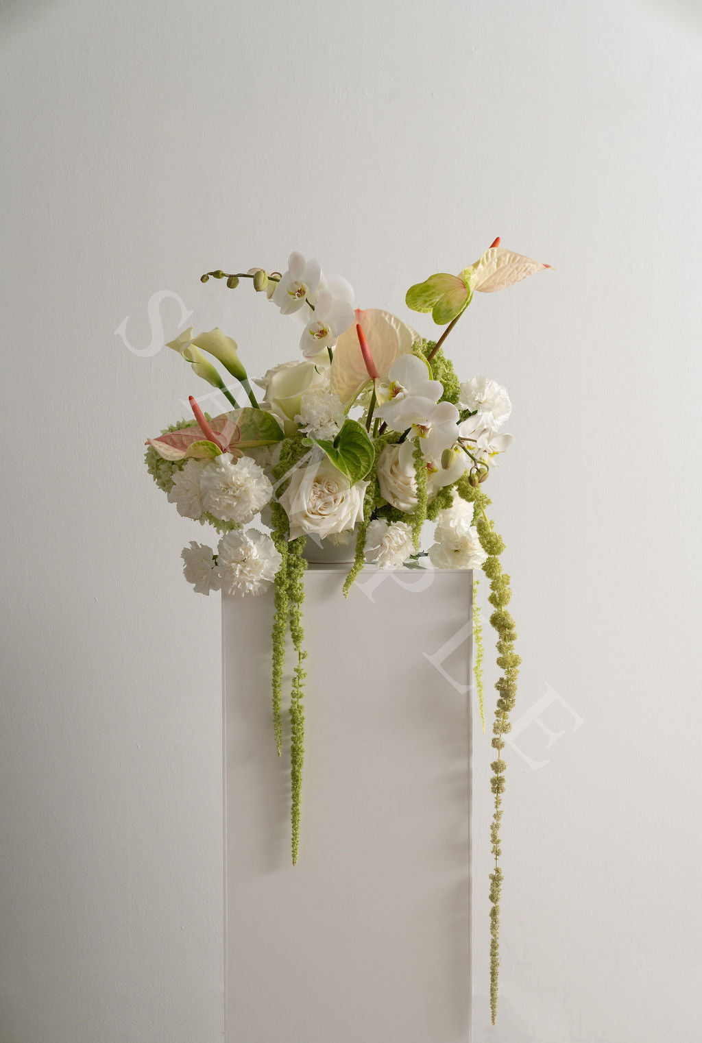 Anthurium White + Pink (Large)