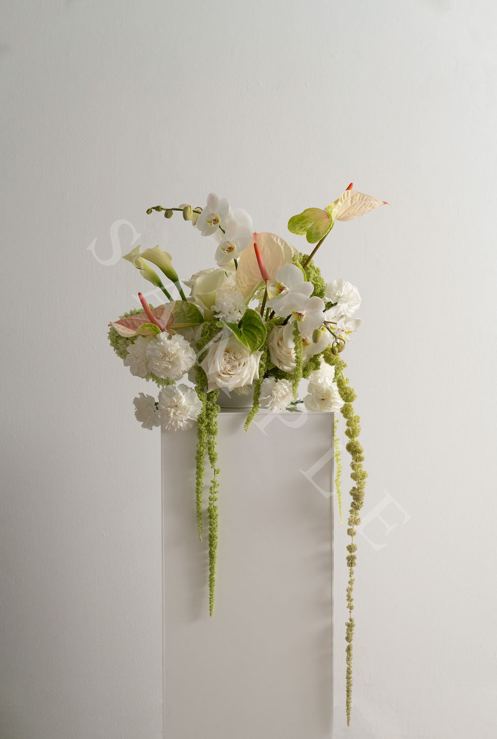 Anthurium White + Pink (Large)