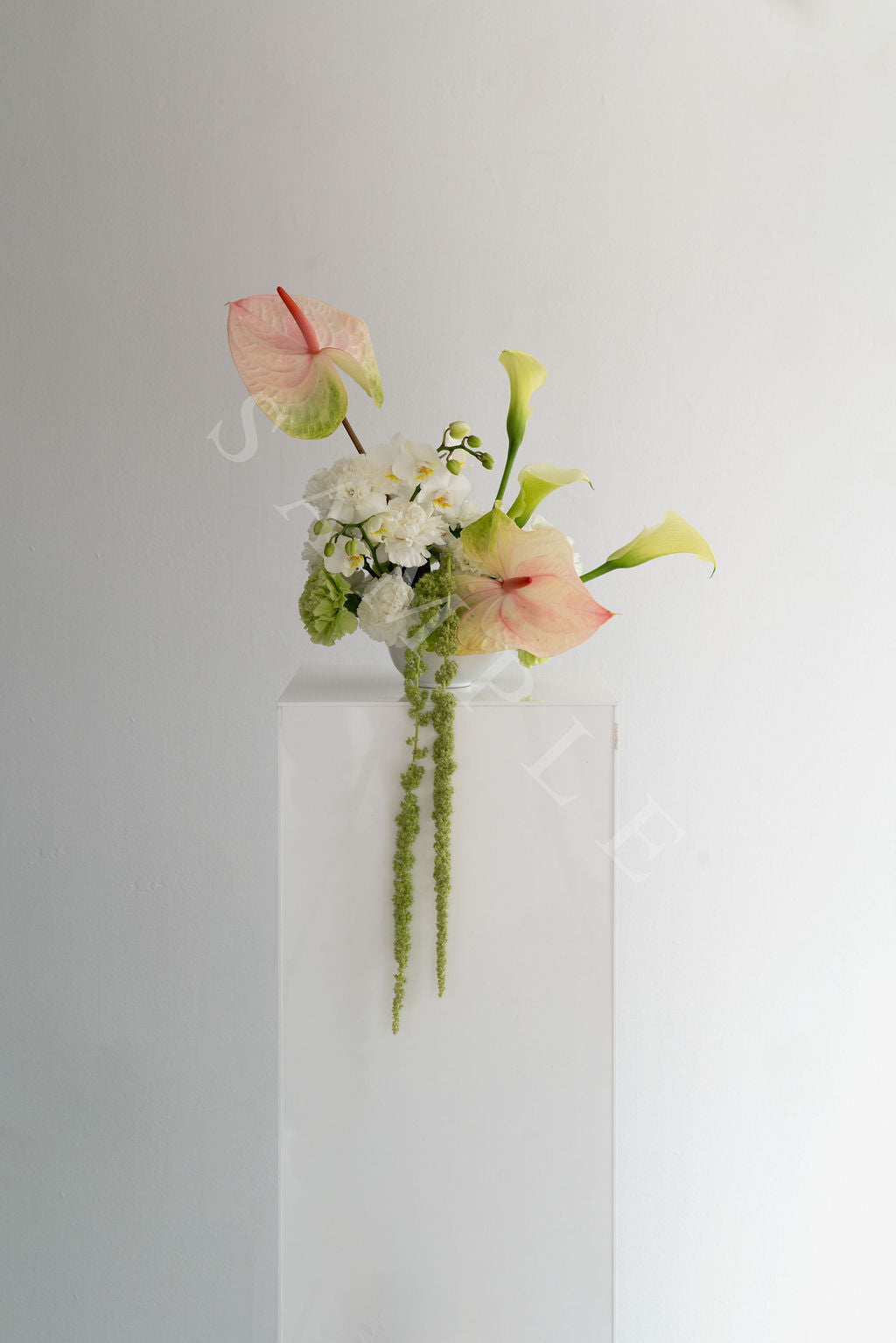 Anthurium White + Pink (Small)