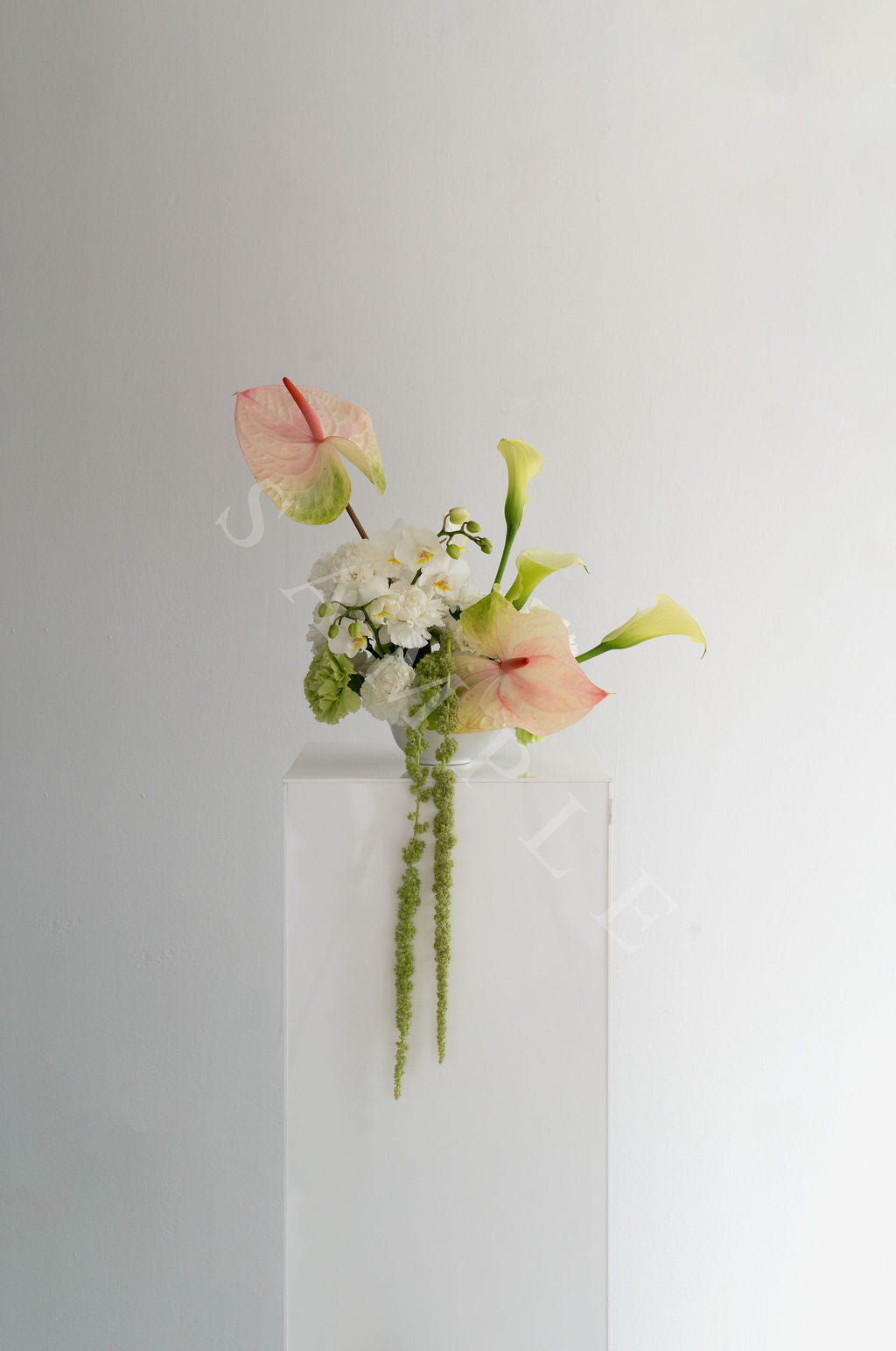 Anthurium White + Pink (Small)