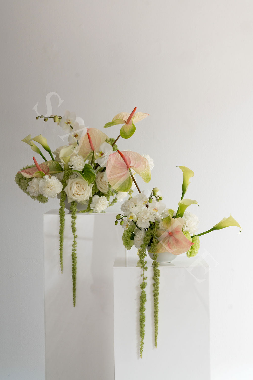 Anthurium White + Pink