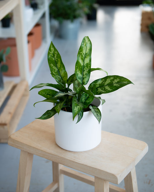 Aglaonema Maria