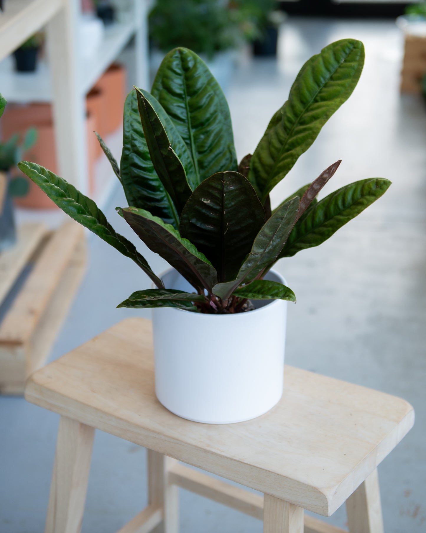 Anthurium Superbum