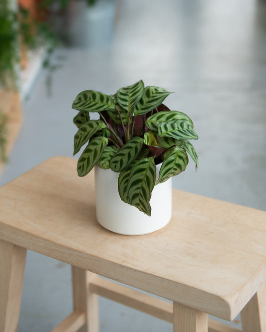 Calathea Compact Star