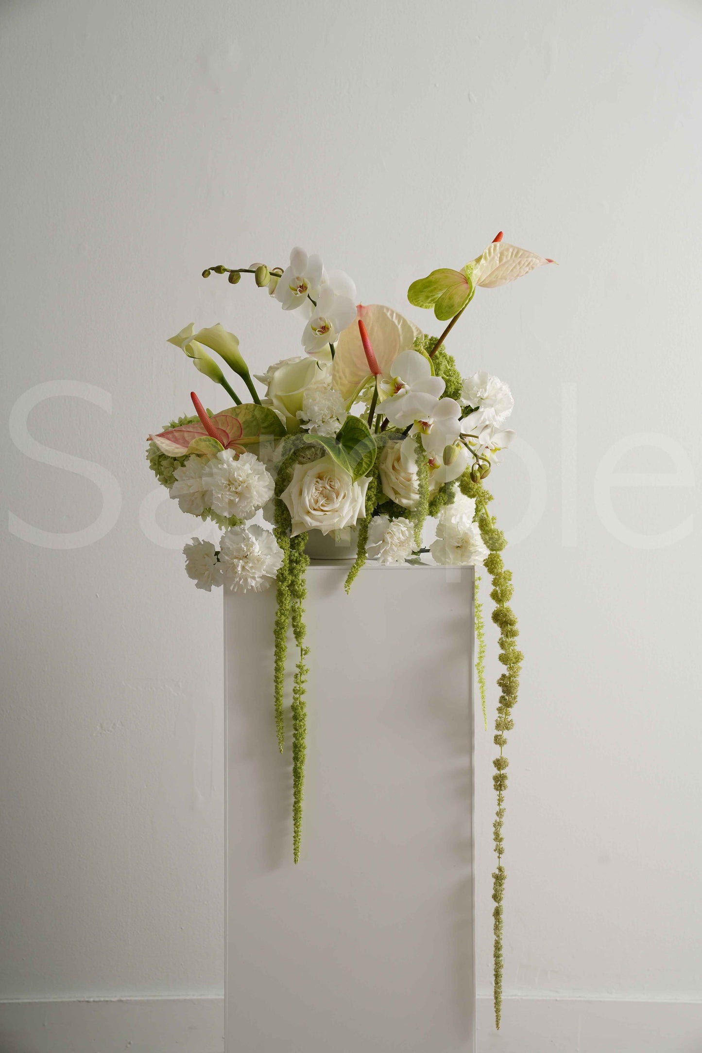 Anthurium White + Pink