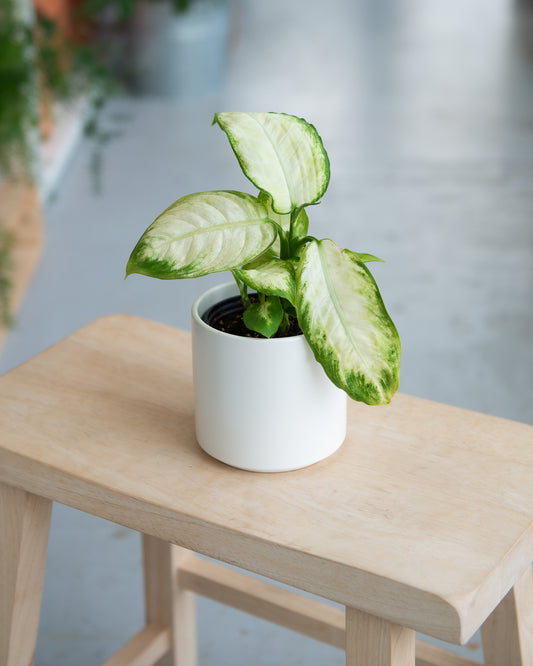 Dieffenbachia Tropic Marianne