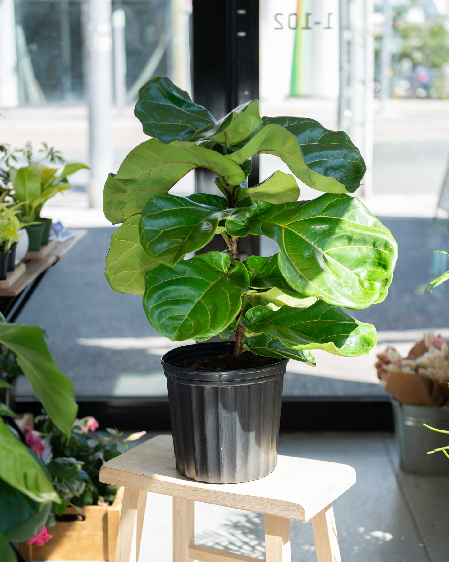 Fiddle Leaf Fig (Ficus Lyrata)