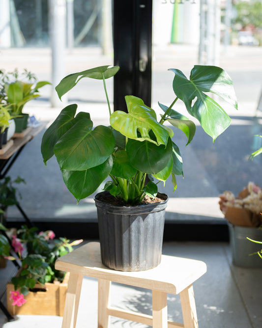 Monstera Deliciosa