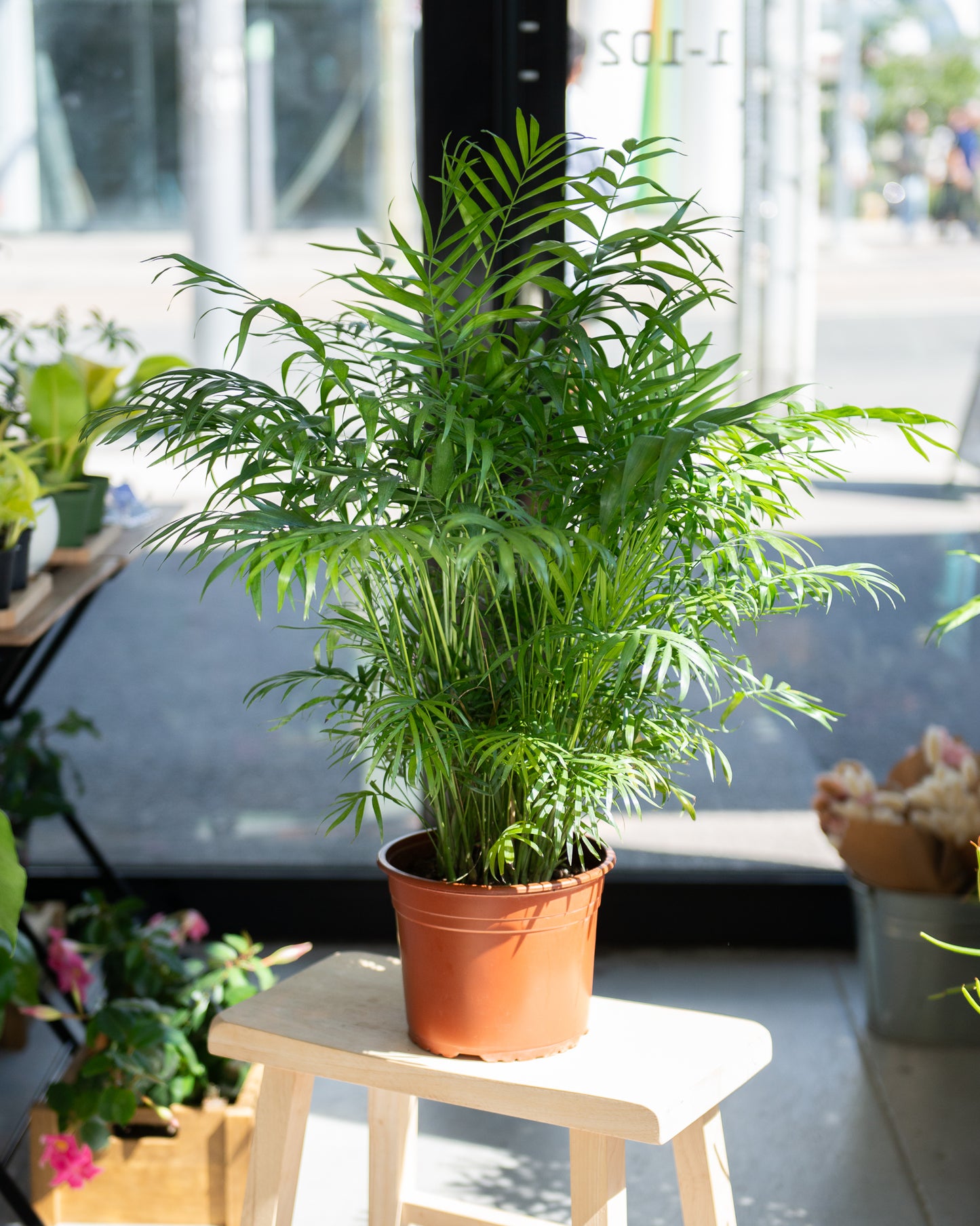 Parlour Palm