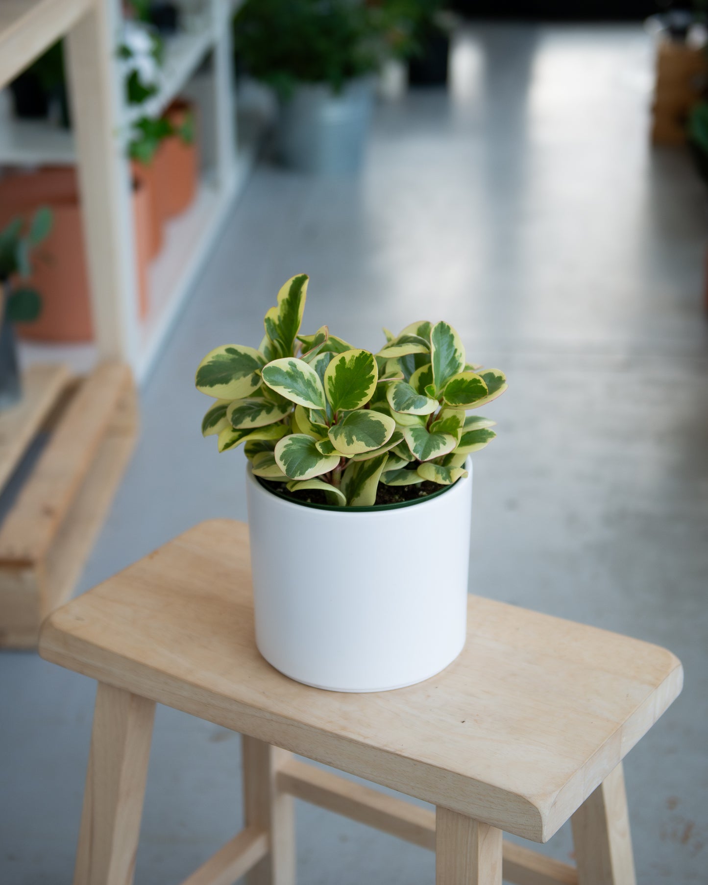 Peperomia Obtusifolia Golden Gate