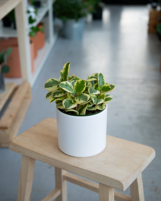 Peperomia Obtusifolia Golden Gate