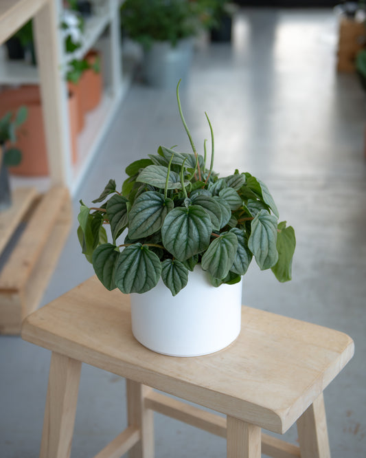 Peperomia Watermelon