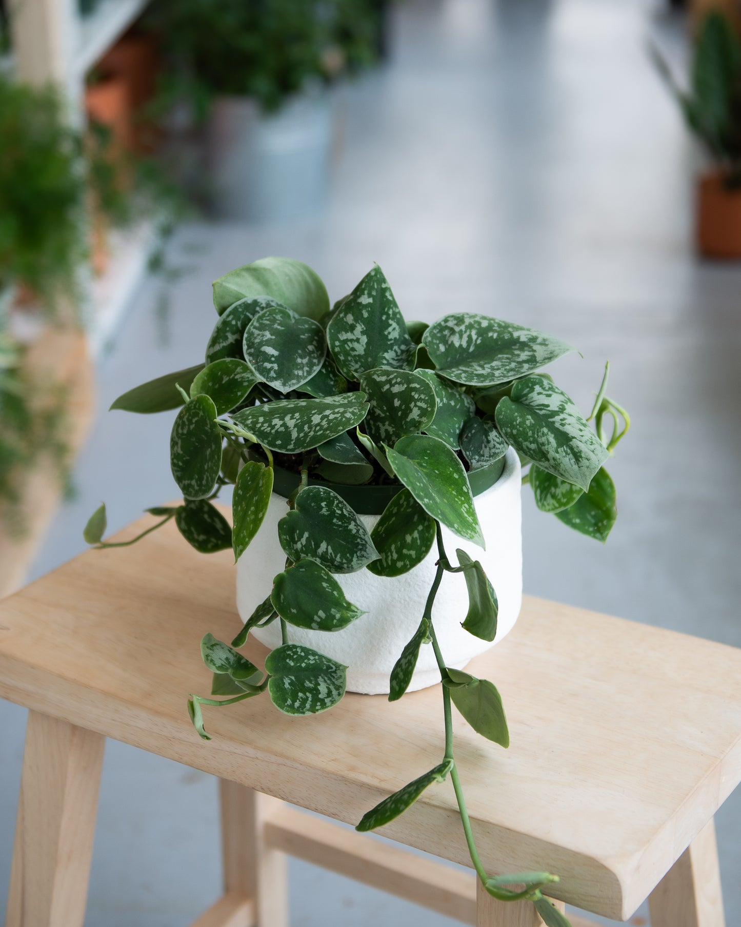 Pothos Silver Satin