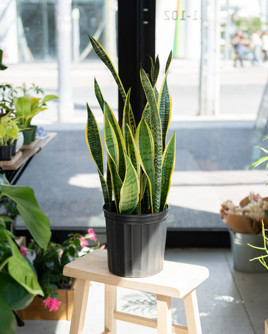 Sansevieria Snake Plant - Laurentii