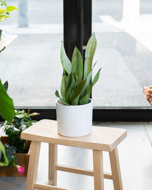 Sansevieria Snake Plant - Moonlight