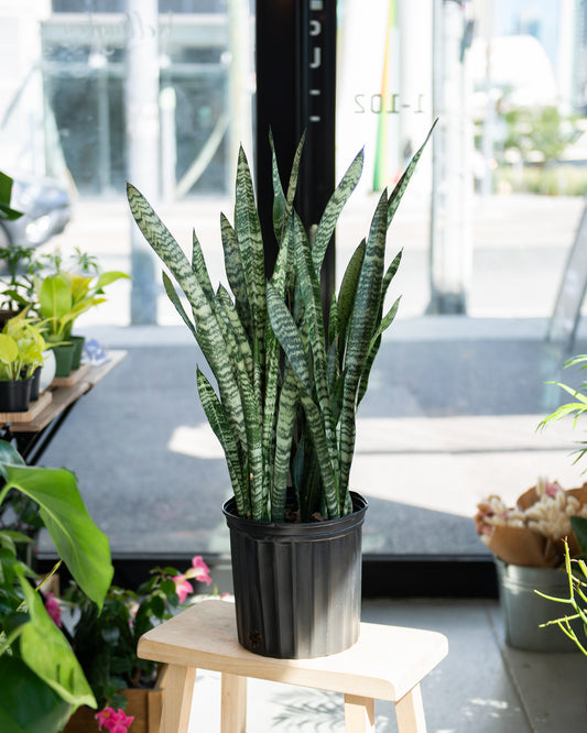 Sansevieria Snake Plant - Zeylanica